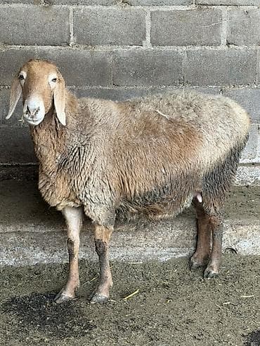 перепелка бишкек: Сатам | Ургаачы кой (ургаачы) | Көбөйтүү үчүн | Ургаачы — 2