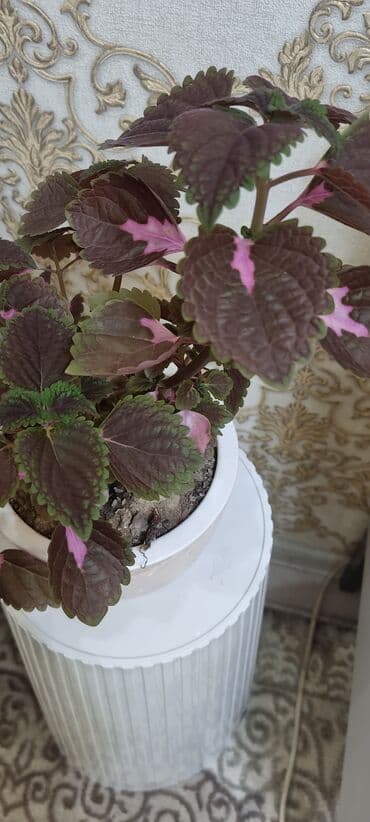 аихризон купить: 🌿 Продаю домашние растения 🪴 Красивые, ухоженные и полезные для вашего — 6