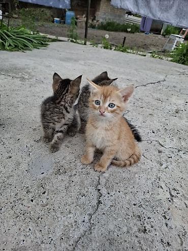 Продажа кошек: Отдаём котят в хорошие руки - Возраст 2 месяца. - Активные — 2