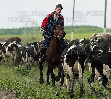 работа водитель категория с: Малчыга жардамчы керек ат бар, тамак ашы даяр, уй бар условиясы — 1