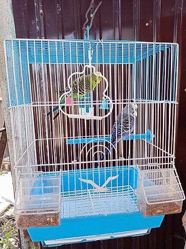 купить собаку доберман в бишкеке: ПРОДАМ!!. 🦜🦜. ЦЕНА 2500 СОМ — 1