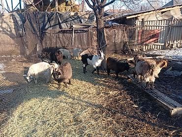 Продаю | Коза (самка), Козёл (самец), Козлёнок | Полукровка, Нубийская | На забой, Для разведения | Племенные, Осеменитель