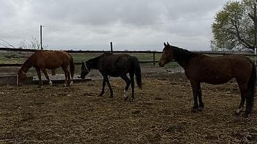 бордер колли купить: Продаю | Кобыла (самка) | Для разведения — 5