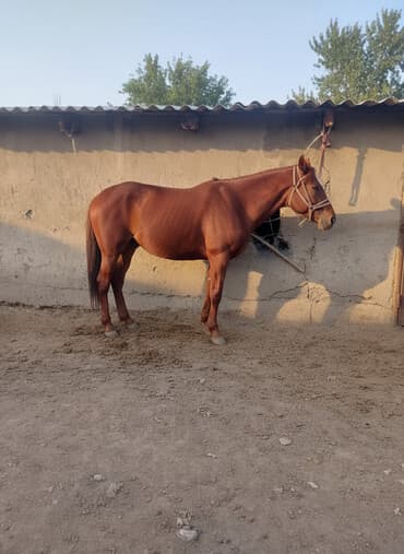 Продаю | Жеребец | Полукровка | Конный спорт | Племенные