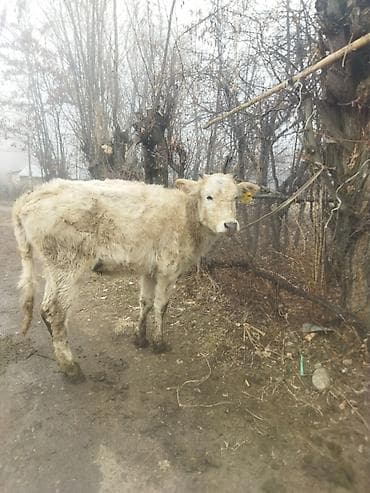 ангус тёлка: Продаю | Тёлка | Полукровка | На откорм | Привязанные — 7