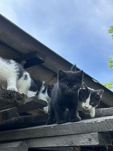 котенок даром: Кошка даром: Беспородная, 2 месяца, Девочка, Метис — 6