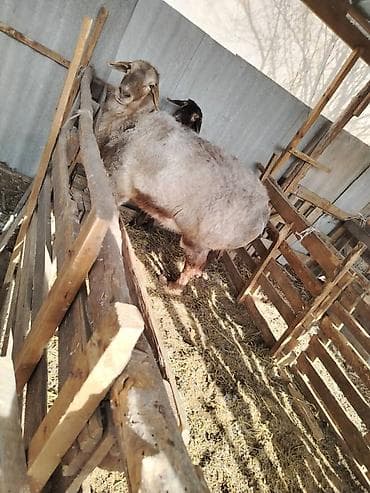 матка пчел: Продаю | Овца (самка) | Для разведения | Матка — 3