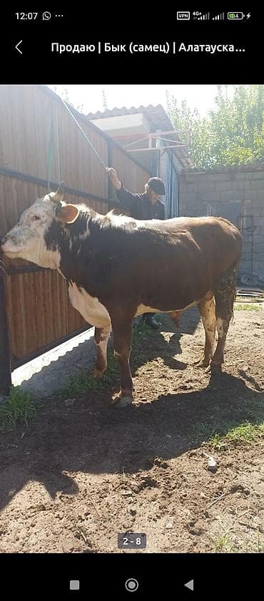 коне корсе: Продаю | Бык (самец) | Алатауская | На откорм | Племенные — 1