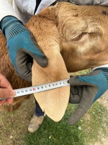 продам козу дойную: Продаю | Баран (самец) | Для разведения | Племенные — 4