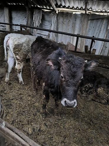 Аквариумы: Продаю | Тёлка | На откорм, Для разведения — 3