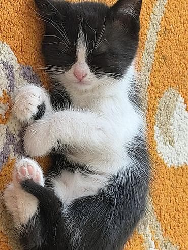 котята мейн кун купить: Беспородная, 1 месяц, Мальчик, Приучена к лотку — 2