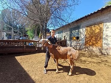 американский спаниель: Продаю | Баран (самец) | Для разведения | Осеменитель — 4