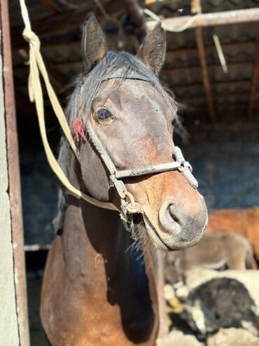собака немецкая овчарка купить: Конные прогулки для любителей верховой езды. Не далеко от города — 3