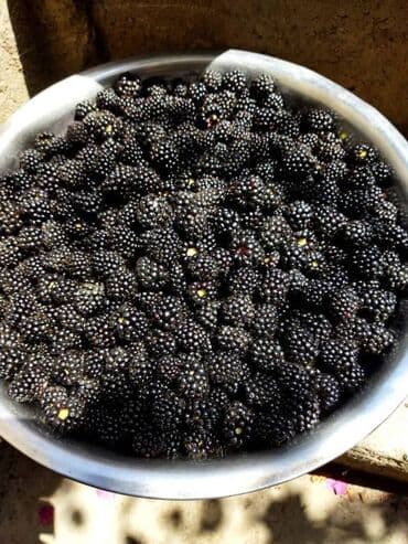 клубника черный принц бишкек: Саженцы ежевики !! Крупная вкусная урожайная ежевика. Отличный сорт — 3