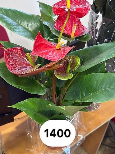 пести: Комнатные цветы - Полив умеренный: верхний слой субстрата должен — 4