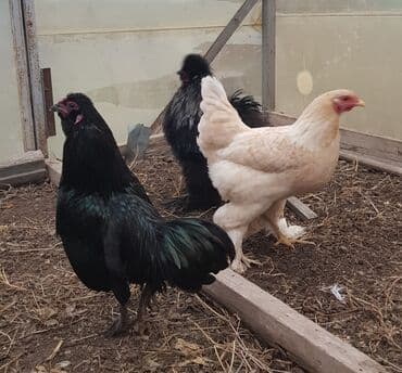 Шелковые Куры ( по 2000с. ) и карлики ( по 800с. ) — 7