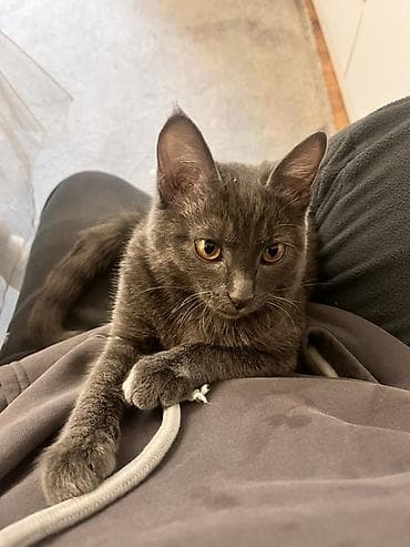 кошки сфинксы: Кошка даром: Британская короткошёрстная, 6 месяцев, Девочка — 1