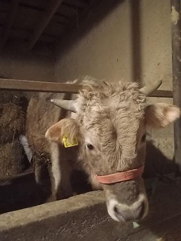 Продам с/х животных: Продаю | Бык (самец) | На откорм — 3