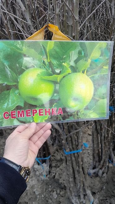 арпа продаю: Көчөттөр сатылат заказ алабыз оптом баада Узбекстандан келет — 1