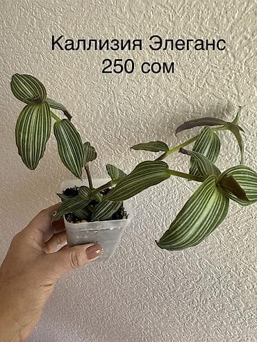 черный мед цена: Укоренённые черенки растений от 150-300 сом — 9