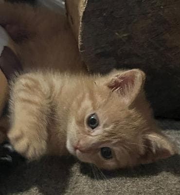 Мышыктар: Котята домашние, разного окраса: - Рыжие тигровые: мягкая короткая — 4