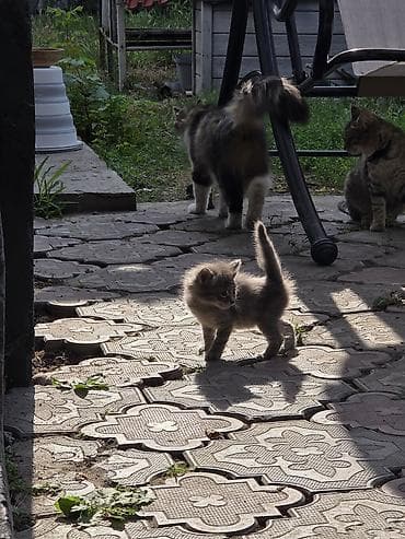 Котята домашние, пушистые, социализированные. На фото — несколько