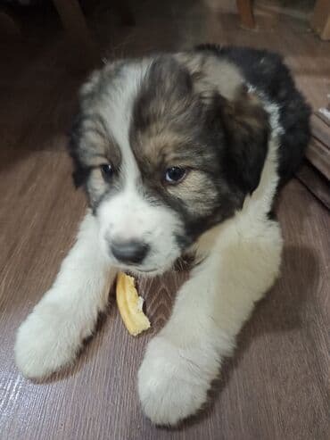 алабай стоимость: Алабай, мальчик, следующее фото,папа — 1