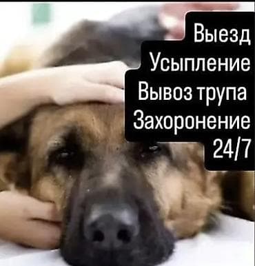 Услуги ветеринара: Ветеринарная услуга: гуманное усыпление и посмертный сервис для — 1