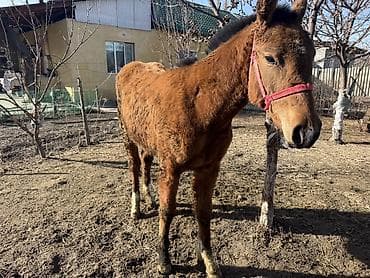 куры гриз бар: 9 месяцев Молодая - Масть: рыжая с темной гривой и хвостом - — 3