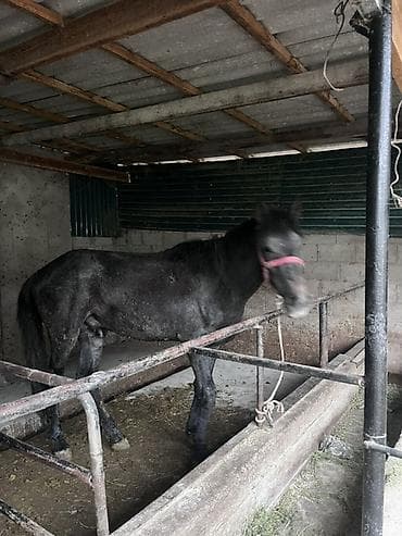 обмен на лошадь: Продаю | Жеребец | Рабочий — 6