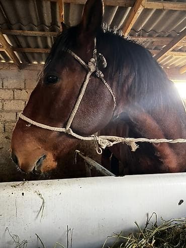 китайская хохлатая собака: Продаю | Жеребец | Рабочий — 9