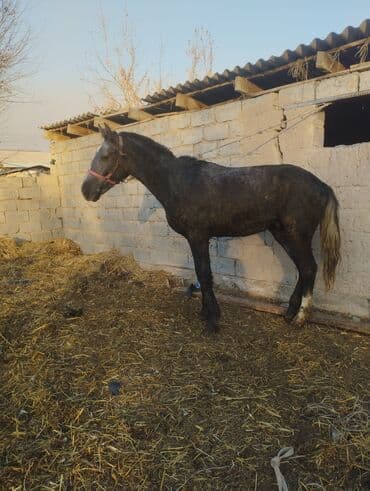 племенные коровы молочные купить: Продаю | Кобыла (самка) | Полукровка — 1