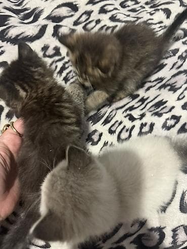 забавные котята: Отдам в добрые руки Котята, помёт из нескольких малышей. Описание: - — 4