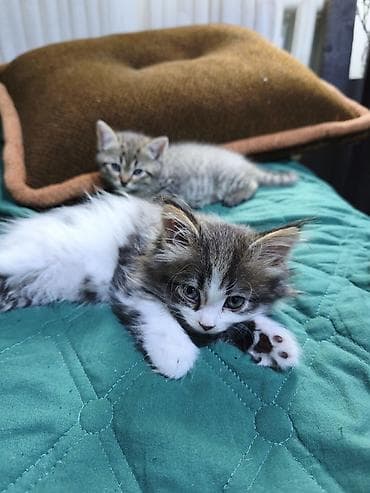 куплю сиамского котенка: Отдам котят в хорошие руки. возврат 2 месяца. кушают корм, к лотку — 7