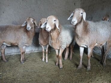 купить бельгийскую овчарку малинуа: Продаю | Ягненок | Арашан — 5