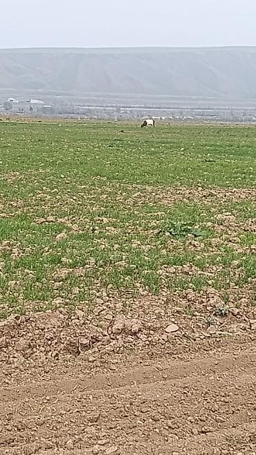 козлята: Продаю | Козлёнок | Для разведения — 2