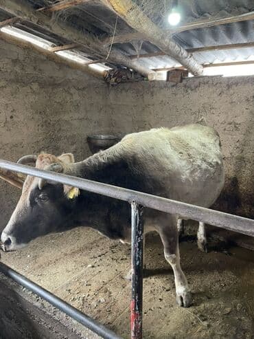 в связи с переездом отдам попугая жако в добрые руки: Продаю | Корова (самка) | Для разведения, Для молока | Стельные — 5