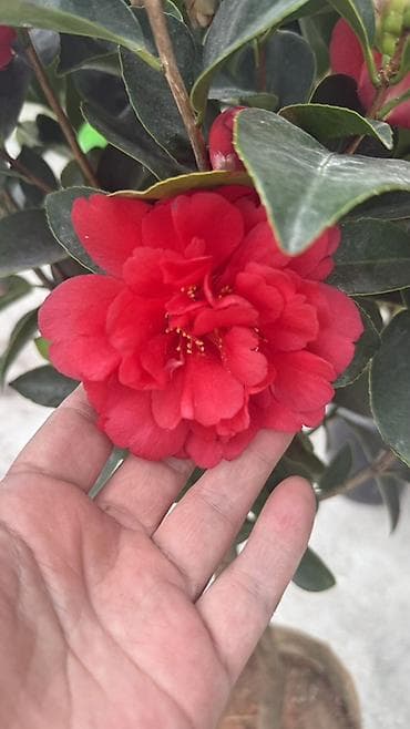 Үй жана бакча: Замиокулькас (Zamioculcas zamiifolia) в горшке. - Сортовое — 4