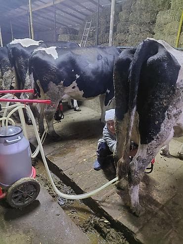 "Ищем надежного и опытного скотника для работы с коровами. Важно