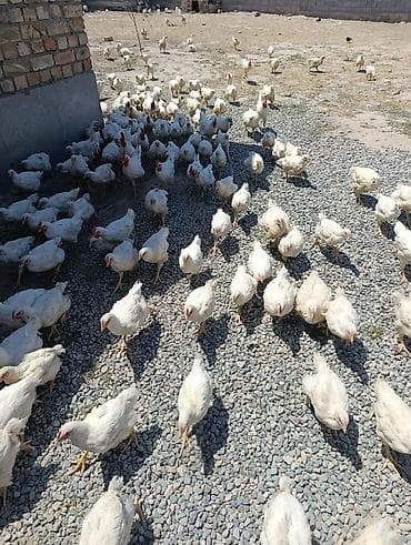 о шамо сотка: Продаю | Куры | Бройлерная | На забой — 2