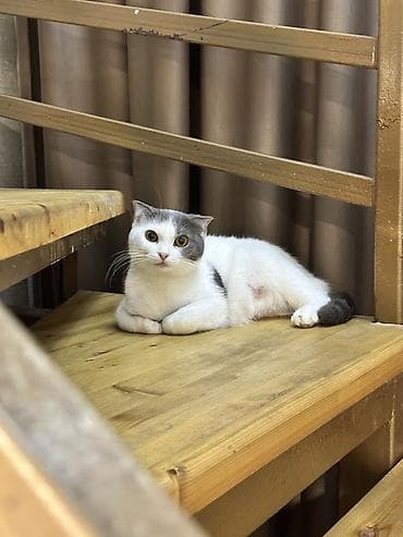 Мышыктар: Мышык бекер берилет: Породасыз, 1 жаш, Ургаачы — 1