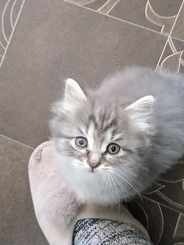 scottish fold: 1 месяц, Девочка, Приучена к лотку — 2