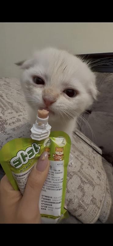 плюшевый кот: Шотландский вислоухий котёнок, окрас белый (cream/white). Круглая — 6