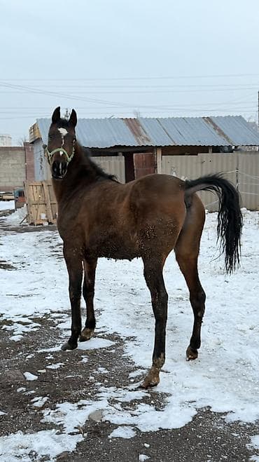 лошадь маленький: Продаю | Жеребец | Для разведения — 6