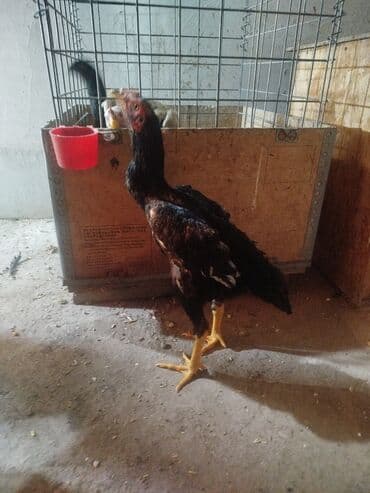 куда можно отдать кошку в бишкеке: Продаю | Куры — 1