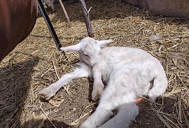 коозу кой: Продаю | Козлёнок | Зааненская | Для разведения | Племенные — 9