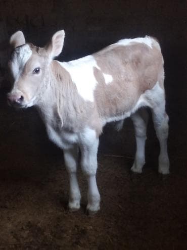 беде себем: Продаю | Корова (самка) | Для разведения — 3