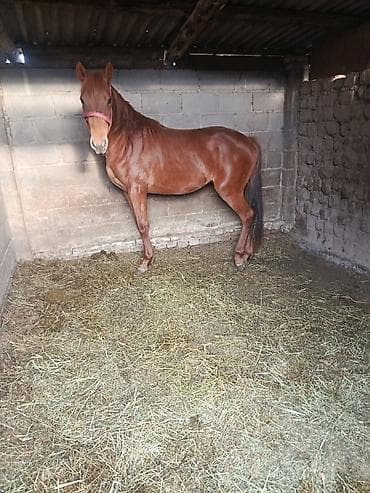 черный принц петух: Продаю | Жеребец | Полукровка | Конный спорт — 4