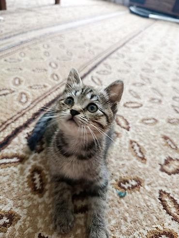 Животные: Отдам в добрые руки. Котята, домашние, игривые и любознательные. - — 4