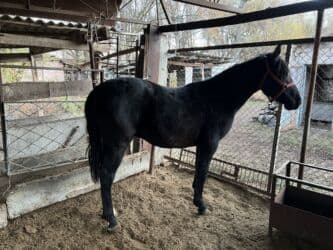 Собаки: Продаю | Жеребец — 2